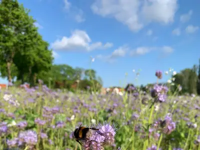 Bl&uuml;hwiesen Brache