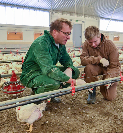 Tierwirt*in Geflügel
