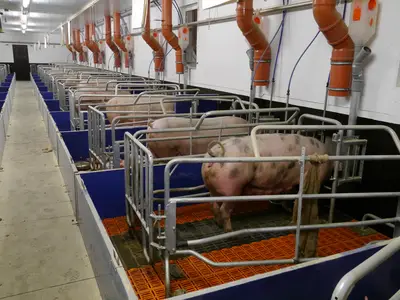 Bewegungsbuchten in der Abferkelung