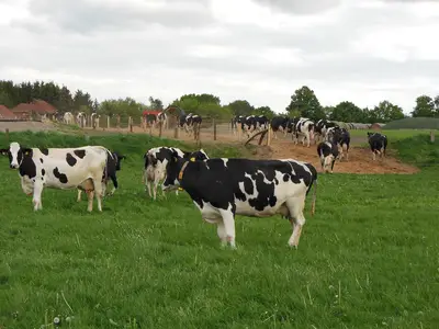 Grünlandauslauf für das Milchvieh