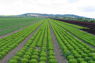 Salatanbau