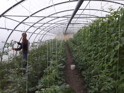 Tomaten im Gew&auml;chshaus