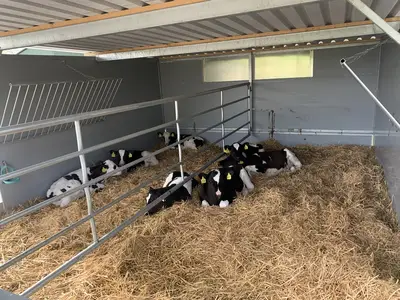 Milchk&uuml;he mit Nachzucht