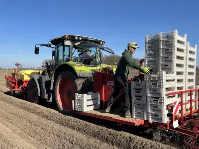 Fr&uuml;hkartoffeln pflanzen