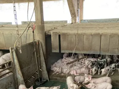 Ferkel in der Aufzucht im Au&szlig;enklimastall