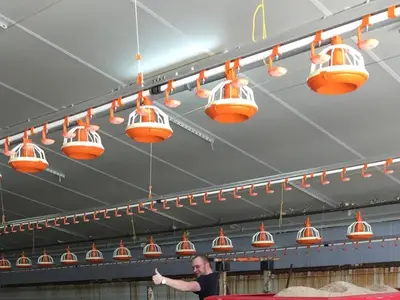 H&auml;hnchenstall einstreuen