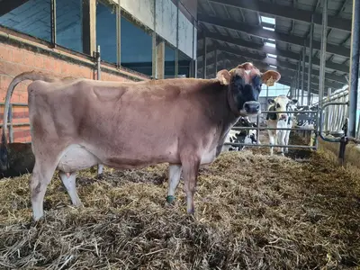 ein Blick in den Abkalbestall