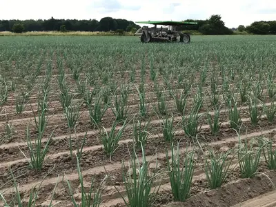 Farmdroid Hackroboter in den Zwiebeln