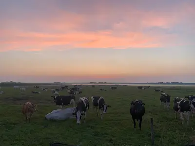 Im Sommer genissen unsere K&uuml;he gerne die k&uuml;hleren Temperaturen nachts.