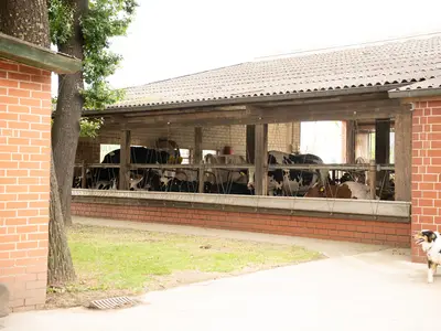 Viel Licht und Luft f&uuml;r die K&uuml;he