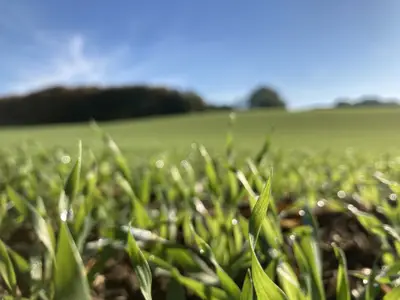 Gerstenfeld im Herbst