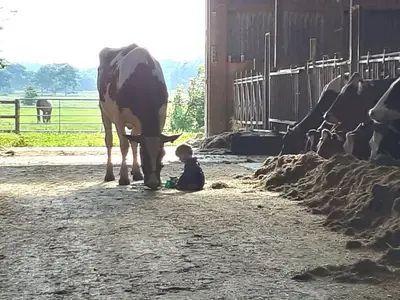 Bei uns dreht sich alles um Rinder und Pferde