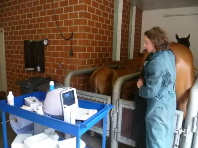 Die Tier&auml;rztin beim Untersuchen einer Stute