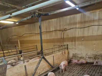 Schweinemast