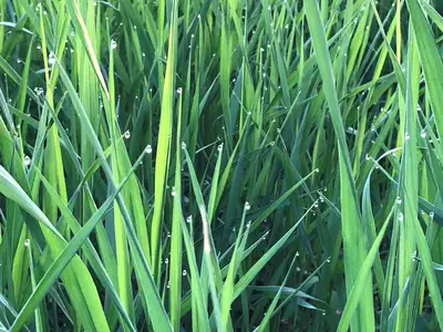 Ausbildungszweig "Pflanze"