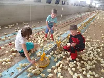 H&auml;hnchen einstallen