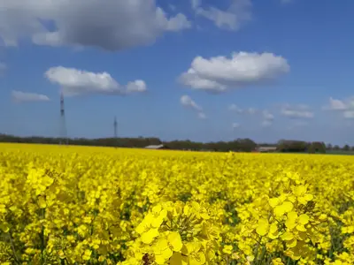 Raps lockt Bienen an