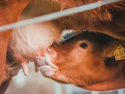 Unser kleines Limosinkalb