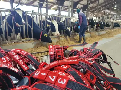 Umstellung auf 15 Melkroboter