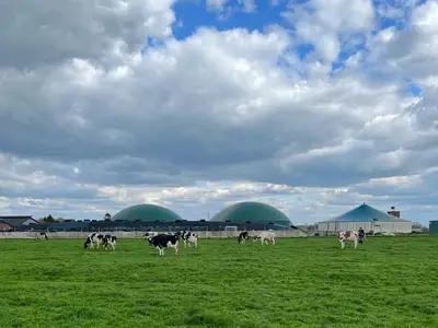 Weidekühe und Biogas