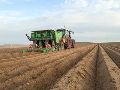 Kartoffelpflanzen "all in one"