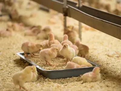 Aufzucht und F&uuml;tterung