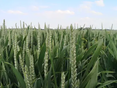 Winterweizen in der Bl&uuml;te