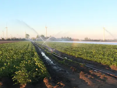 Frostschutzberegnung in den Fr&uuml;hkartoffeln