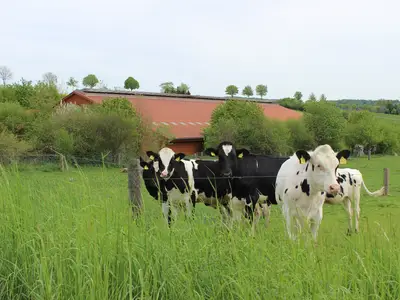 K&auml;lber auf der Weide