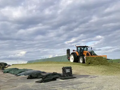 Der erste Mais in 2023