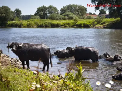 B&uuml;ffel an der Aller