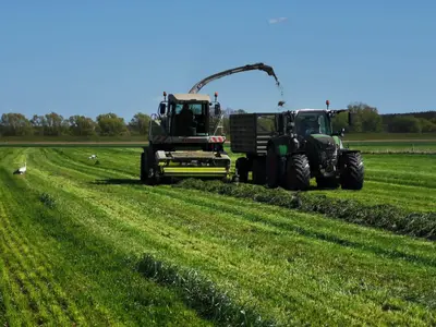 Grasernte - die St&ouml;rche mit dabei
