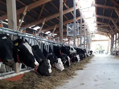 K&uuml;he f&uuml;ttern