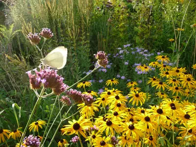 Pflanzenkunde und Verwendung lernst Du auch!
