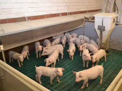 Schweine in einer Bucht