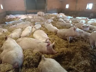 Stroh macht unsere Sauen froh!