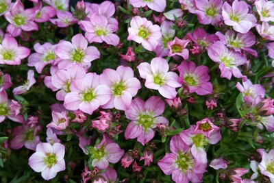 Saxifraga rosacea - Rosen-Steinbrech