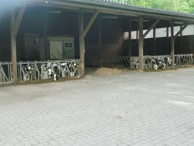 Kälberaufzucht