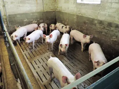 Schweine vier Wochen nach dem Einstallen