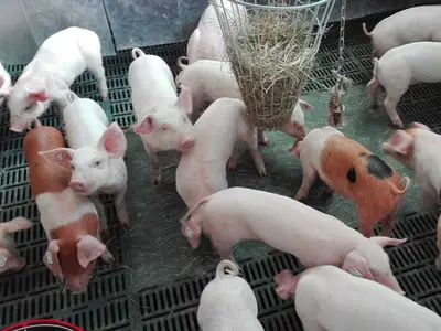 Viele Ferkel mit Ringelschwanz