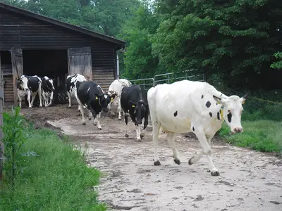 Weidegang