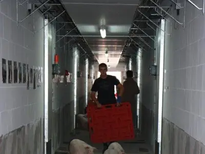 Beim Einstallen der Ferkel