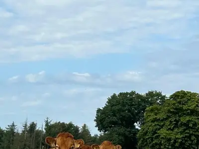 Limosinrinder im Sommer auf der Weide