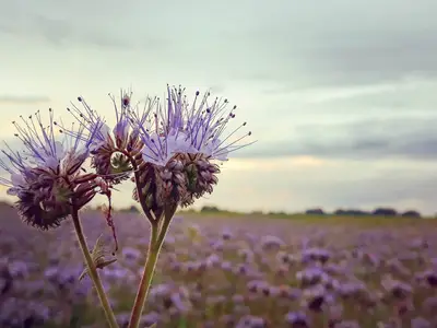 Phacelia als Zwischenfrucht