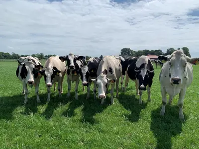 Wir produzieren Weidemilch!