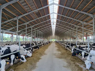 Kuhstall