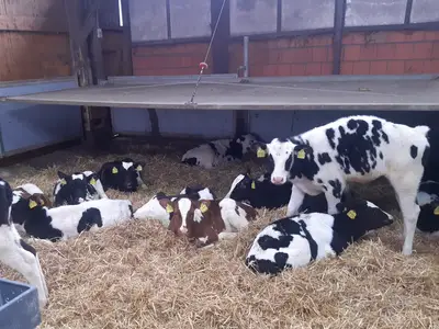 Der K&auml;lberstall