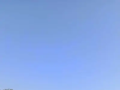 Milchk&uuml;he auf dem Weg zur Weide