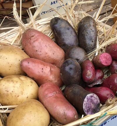 bunte Kartoffeln
