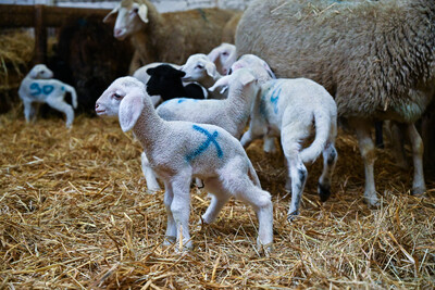 Tierwirt*in Schafhaltung